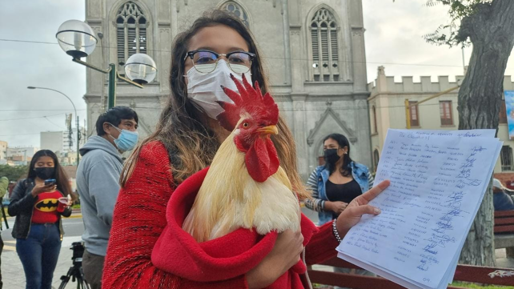 Joven “lucha” por conservar a su mascota, el gallo ‘Claudio’; municipio la buscó