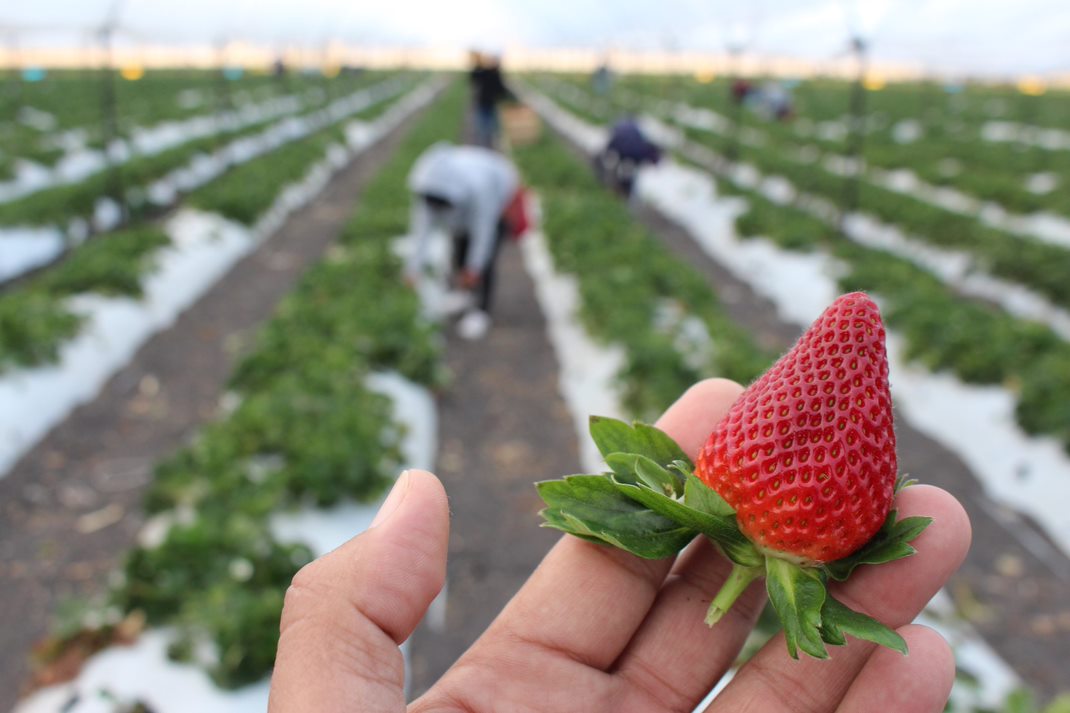 SDAyR apoya a productores de fresas para evitar contaminación por pestalotia