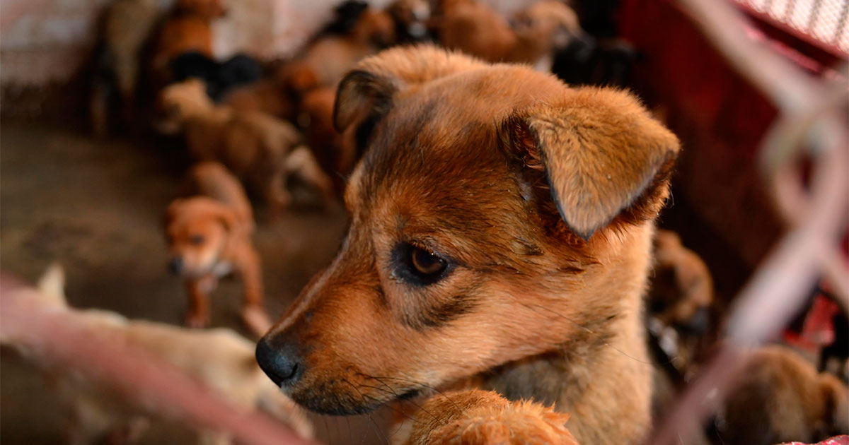 Aprueban en León más de 11 mdp para fomentar responsabilidad con mascotas