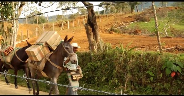 Ale Gutiérrez pide no “politizar” canje de animales de carga en León