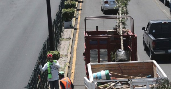 Invertirán 400 mil pesos para árboles en el bulevar López Mateos de Celaya