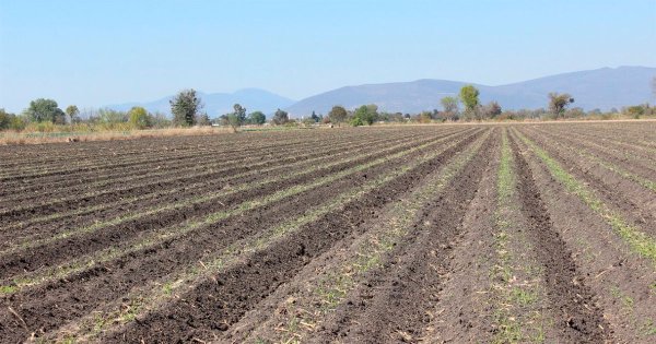 Agricultores de Purísima apuestan a que lloverá y deciden sembrar en seco