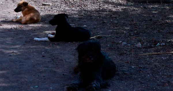 Animalistas denuncian aumento de perros envenenados en Salamanca