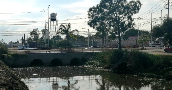 Lirio acuático ya afecta también a Celaya y compromete al menos un canal