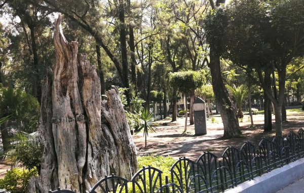 Municipios dejan ‘en visto’ propuesta de la Ley del Árbol en Guanajuato