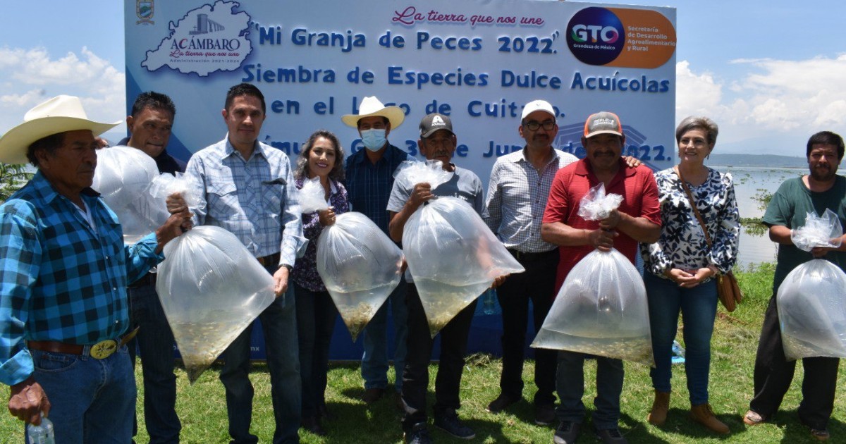 Acámbaro: siembran más de 100 mil crías de tilapia en el lago de Cuitzeo