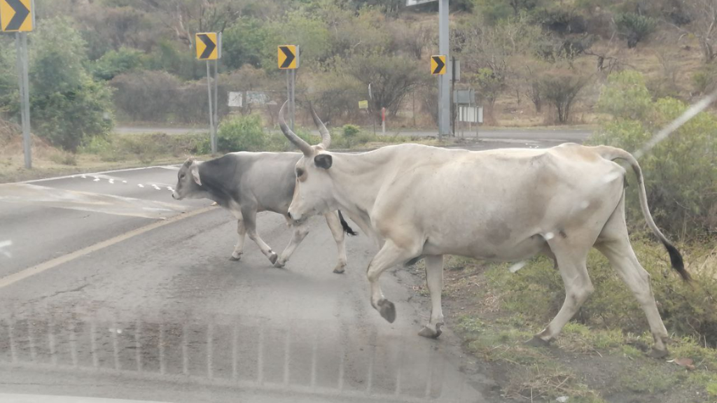 Bueyes en libertad bloquean carretera de Guanajuato capital