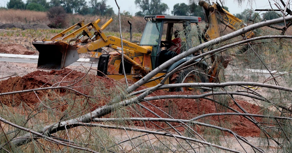 Vecinos denuncian tala árboles en Celaya para construir barda en fraccionamiento