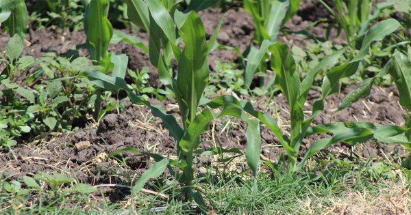 Por cultivo tardío de maíz en Silao, prevén desabasto hasta en 10 meses