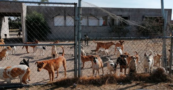 Entre moscas, con hambre y sed, sobreviven 50 canes en perrera de San José Iturbide