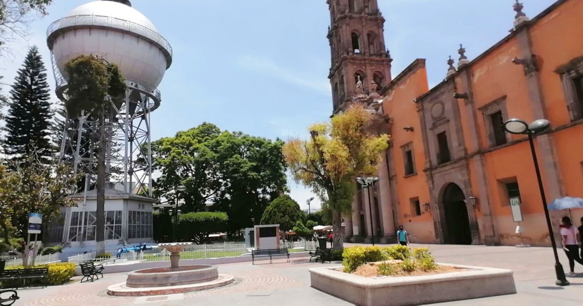 Talan jacaranda de 80 años en el centro de Celaya; argumentan que estaba seca