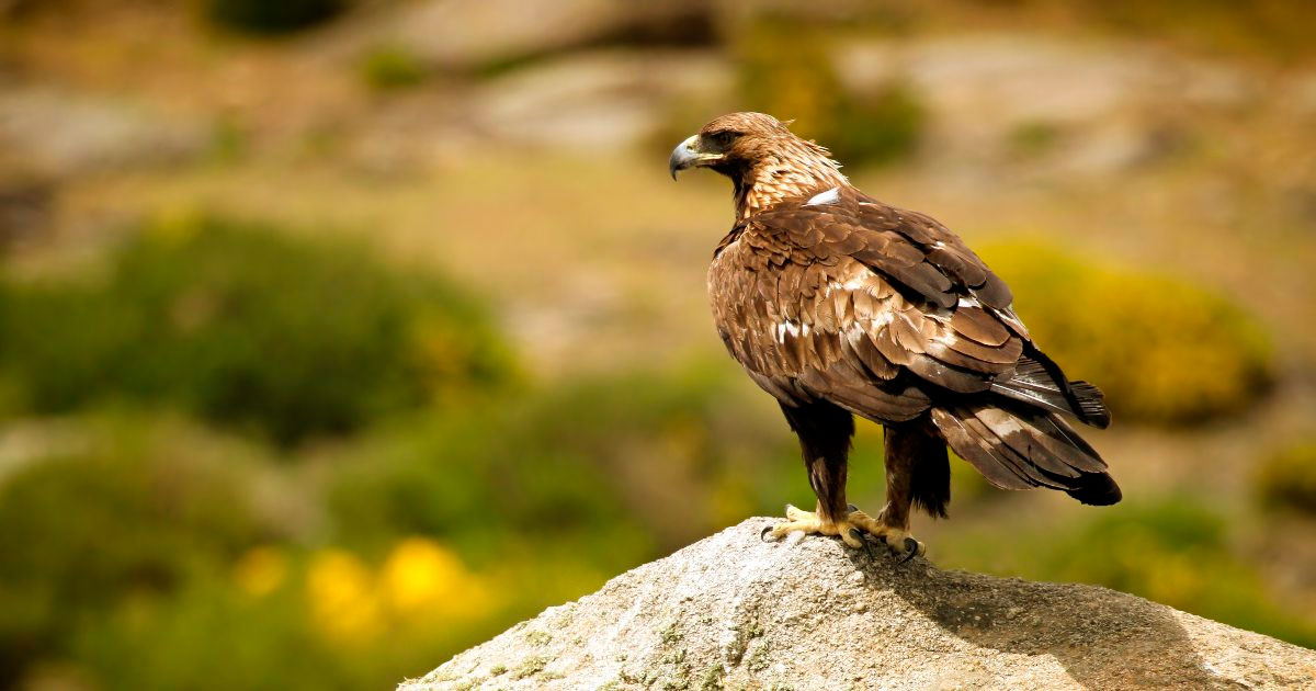 Reserva en Sierra Gorda de Guanajuato es cuna de Águila Real: nacen 9 en 4 años