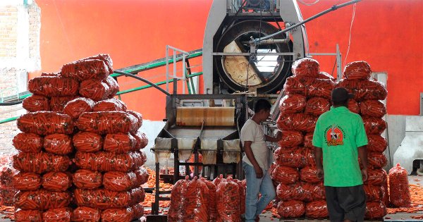 En jugo o en enchiladas: la zanahoria alimenta a San Juan de la Vega y a Guanajuato