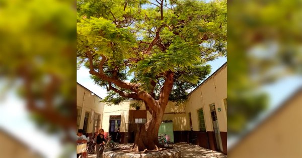 Habitantes de San Juan de la Vega en Celaya protestan contra tala de antiguo árbol