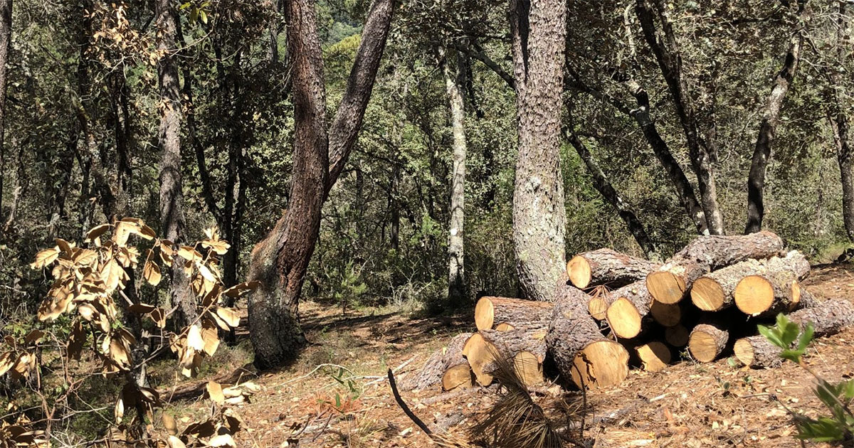 ‘Reserva es para proteger’, clama alcalde ante tala de la Sierra Gorda en San Luis de la Paz