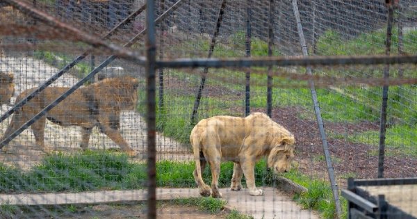 Zooleón espera autorización para acoger felinos rescatados de Black Jaguar-White Tiger