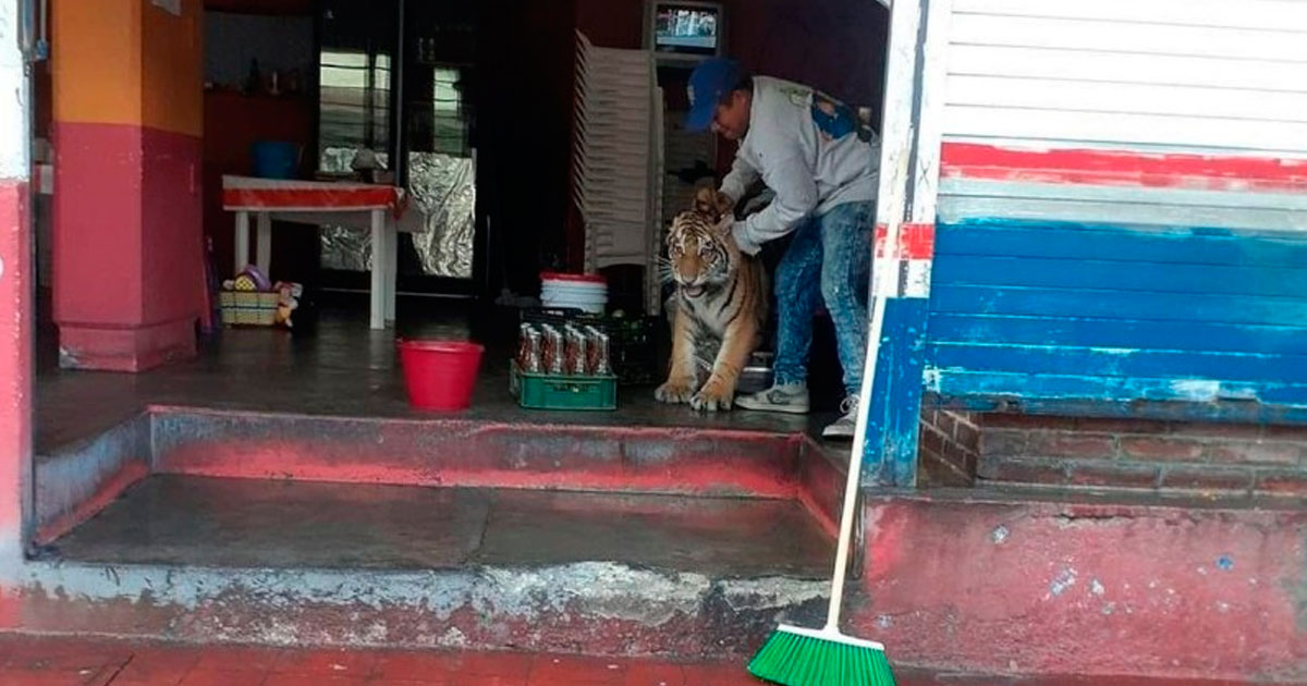 Tigre escapa de una casa en Hidalgo para ¿ir por unos tacos?