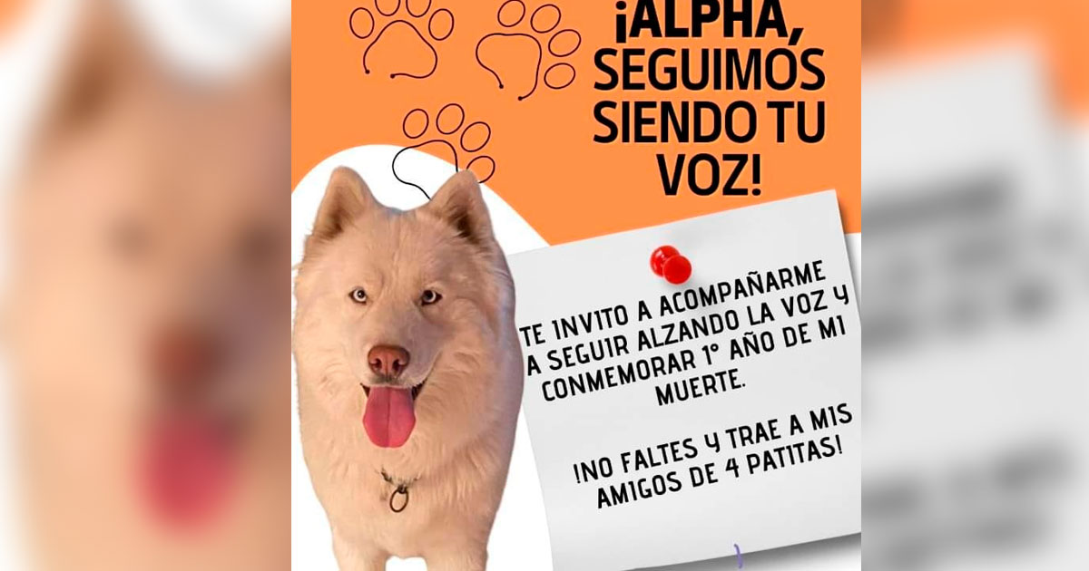 A un año sin Alpha: convocan a evento en contra del maltrato animal