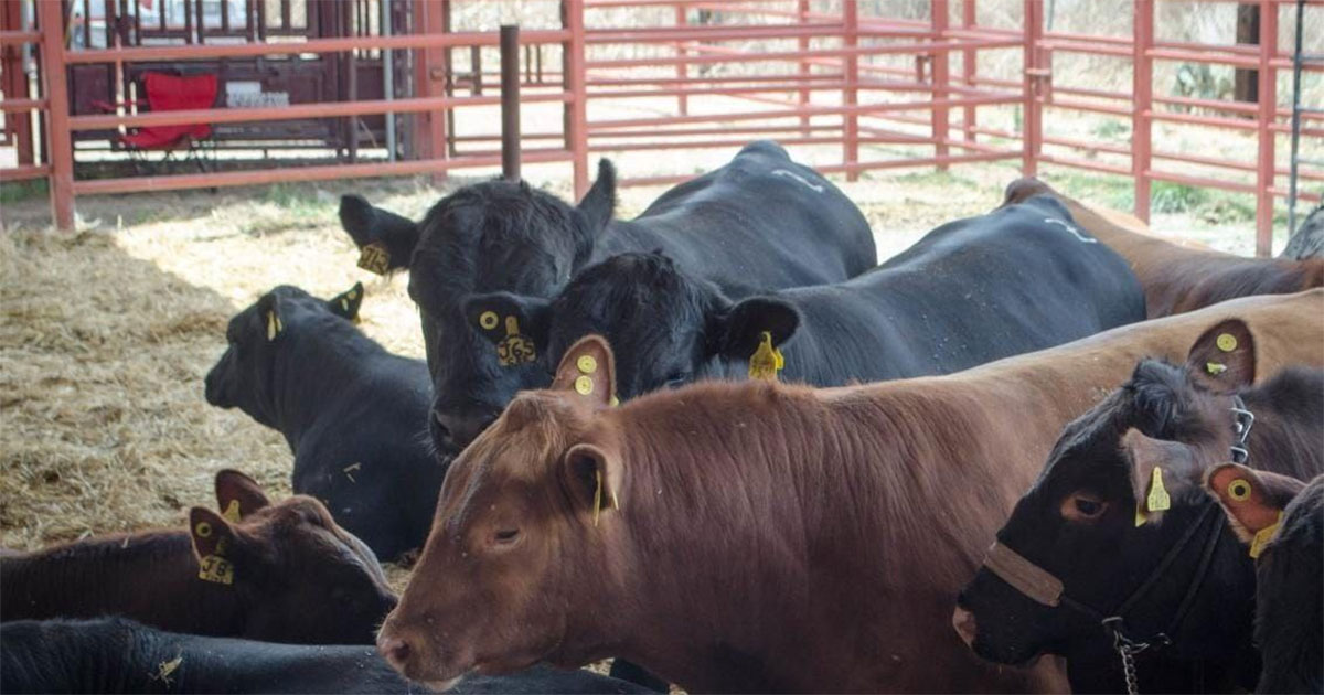 Sequía y bajas temperaturas afectan a producción ganadera en Ocampo