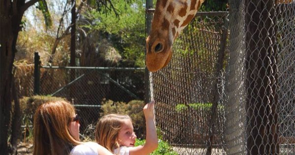 Zoológico de Irapuato no reforzará su seguridad; “tenemos las medidas”, aseguran