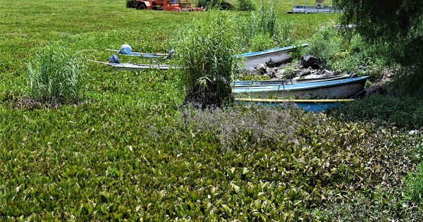 Con ‘nueva plaga’, pescadores quieren eliminar lirio en Laguna de Yuriria