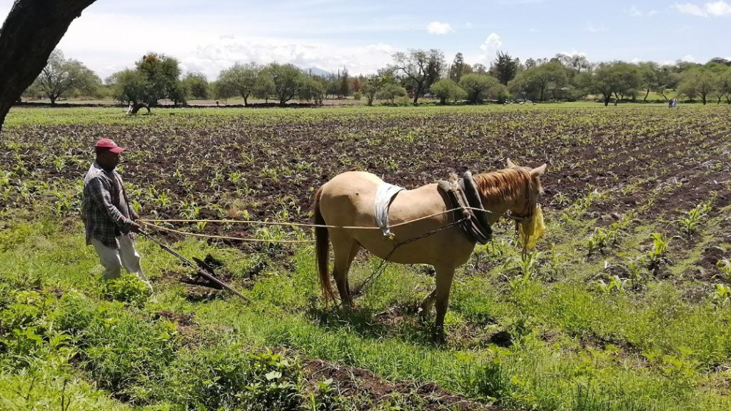 Salamanca: Sequía y aumento al precio del fertilizante provocan pérdidas a campesinos