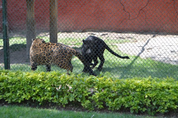 Zoológico de Irapuato recibiría 4 felinos rescatados del refugio Black Jaguar White Tiger