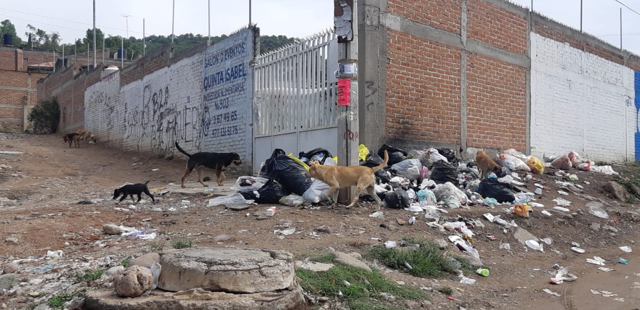 Perritos de la comunidad de Alfaro en León se alimentan de ‘sobras’ y desechos  