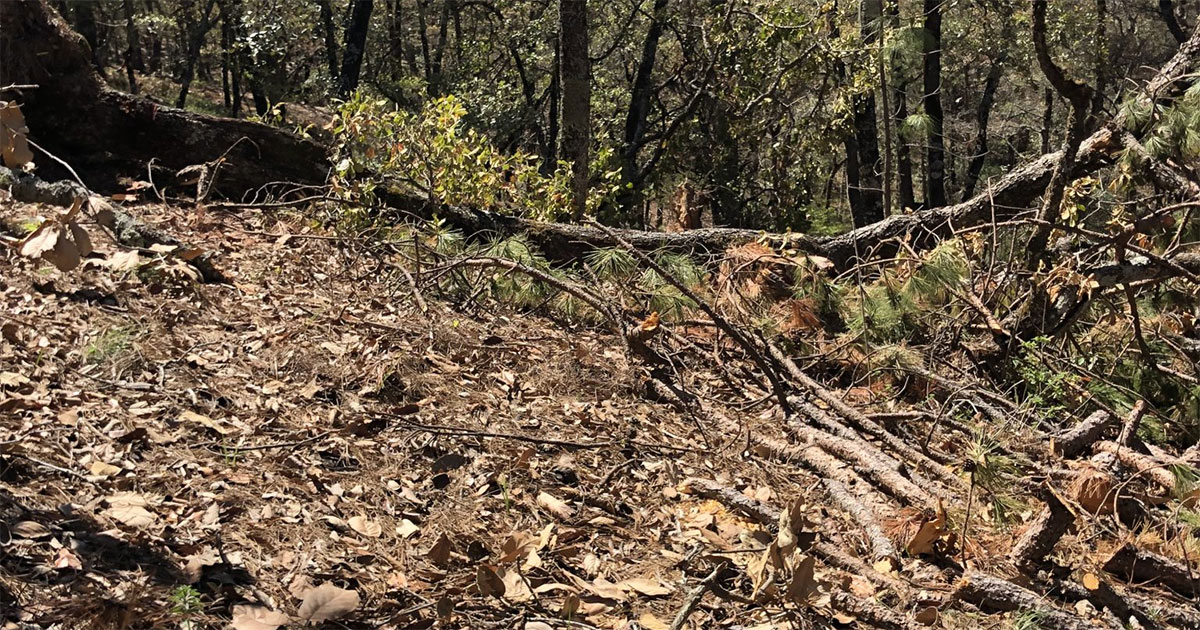 Diego Sinhue urge a Semarnat revisar permisos para la tala de árboles en la Sierra Gorda