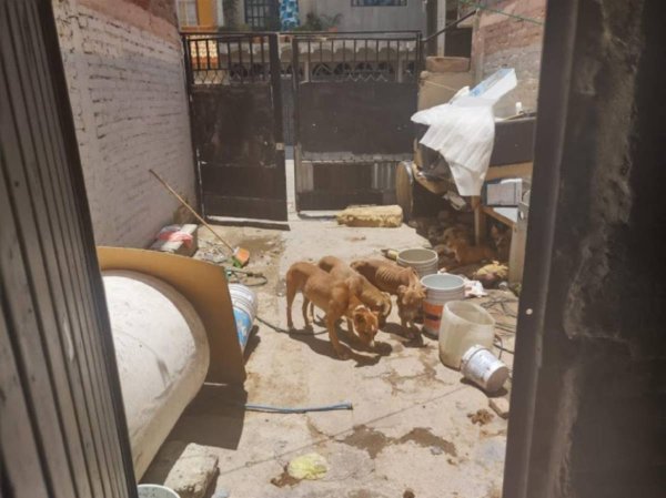 Multan con más de 20 mil pesos al propietario de perros de Las Trojes