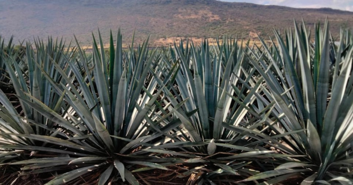 ¿Quieres sembrar agave en Purísima del Rincón? Estos son los requisitos