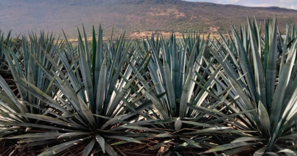 ¿Quieres sembrar agave en Purísima del Rincón? Estos son los requisitos