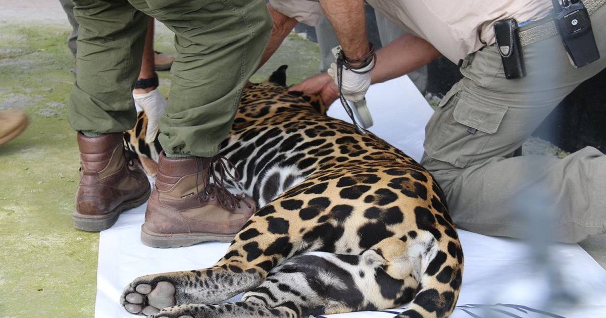 La verdadera historia del Black Jaguar: Felinos rescatados del “Infierno en la Tierra”