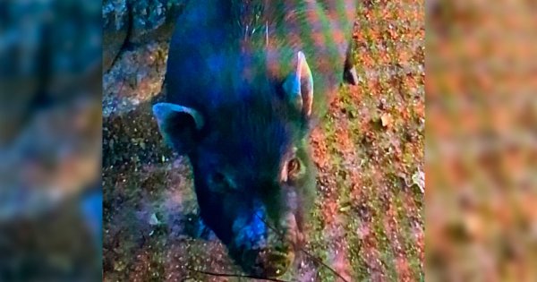 ‘Plaga’ de cerdos salvajes azota la Sierra de Santa Rosa en Guanajuato capital