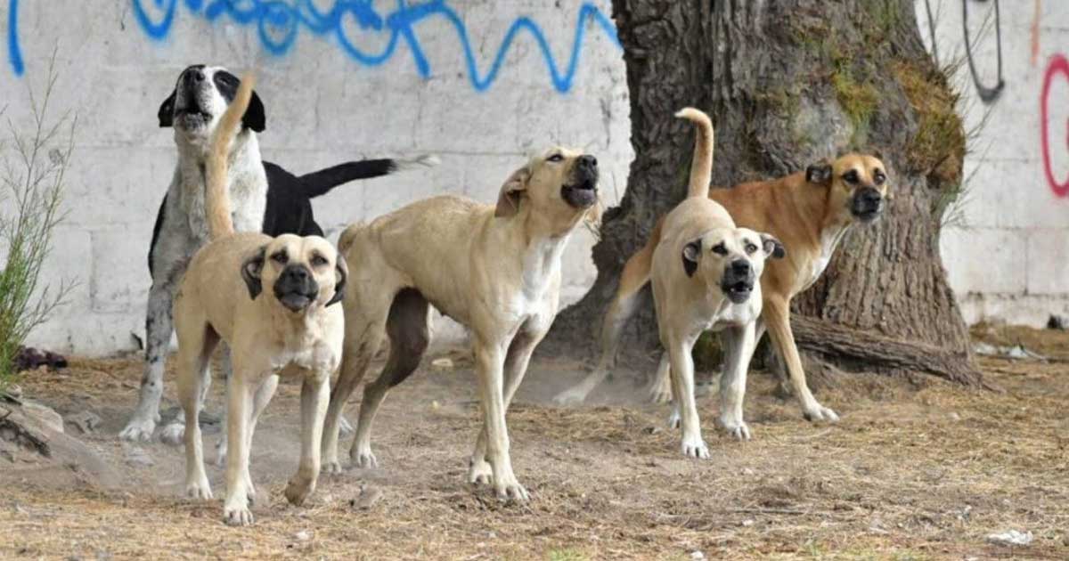 Jauría ‘hambrienta y asesina’ devora ganado al norte de Irapuato