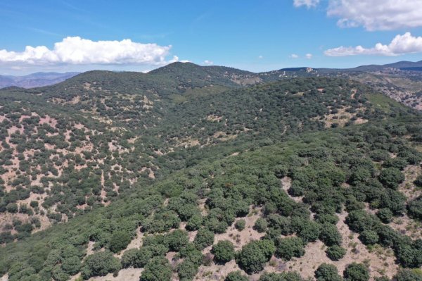 Bosque en el Garbanzo es declarada ANP en Irapuato; preparan acciones de protección