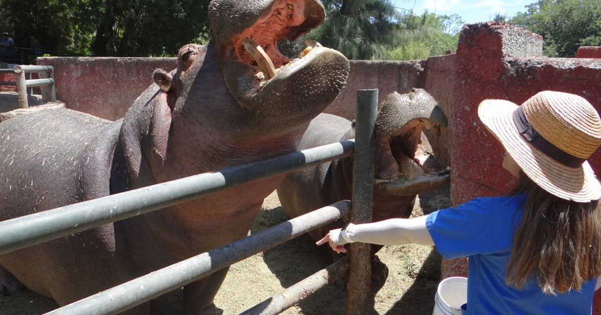 Conoce a Benjamín y Lisa, los adorables hipopótamos del Zoológico de Irapuato