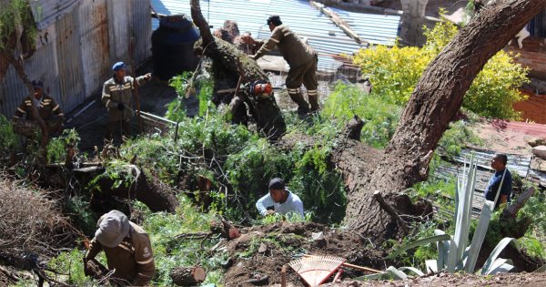 Árbol colapsa en callejón de Guanajuato; vecinos advertían riesgo desde hace años