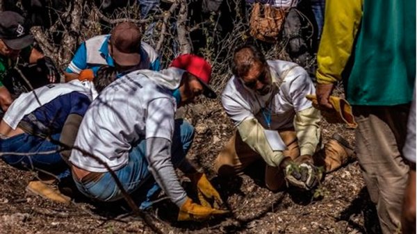 El horror en las entrañas de Guanajuato: en 2 años hallan más de 350 cuerpos en fosas