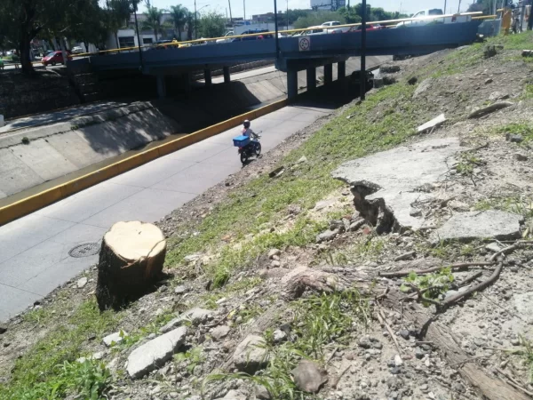 Talan 21 árboles en Malecón del Río en León sin permiso de Medio Ambiente