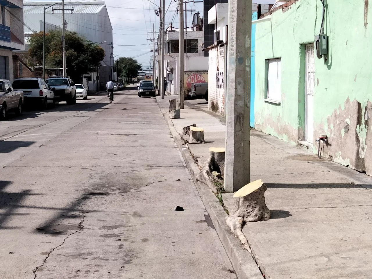 Indigna a vecinos de San Francisco del Rincón tala de árboles en la colonia Cuauhtémoc