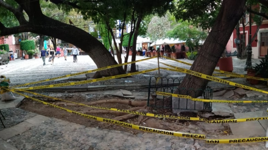 Abandonan árbol que está a punto de colapsar en jardín de Guanajuato capital