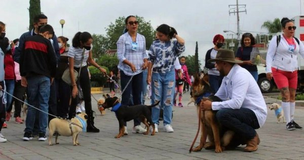 Mascotas cibernéticas: proponen instalar chips en perros y gatos de Celaya