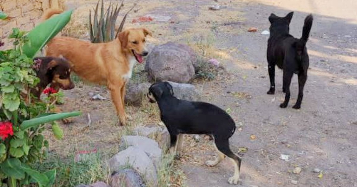 Delito por zoofilia en Salamanca no tipifica como delito de Estado, casos siguen impunes