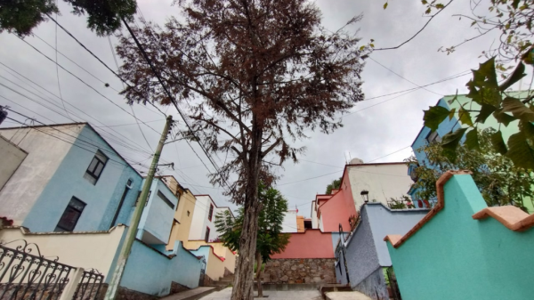 Guanajuato: Teme por su patrimonio; árbol frente a su casa caerá si autoridades no lo quitan