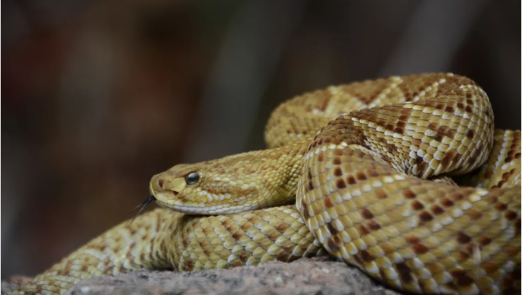 ¡La fauna de Guanajuato crece! Hay nuevas especies de serpientes en la Sierra de Pénjamo