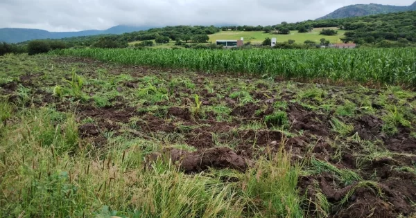 Campesinos de Guanajuato agradecen lluvias, aunque llegan tarde para el temporal