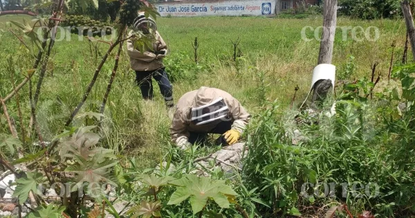 Abejas atacan a personas en Pénjamo; reportan dos heridos