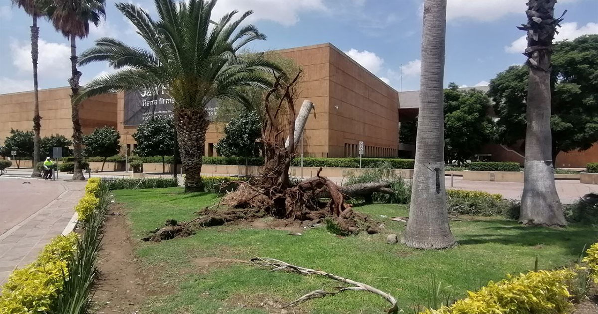 Medio Ambiente repondrá 35 árboles derribados tras tormenta en León