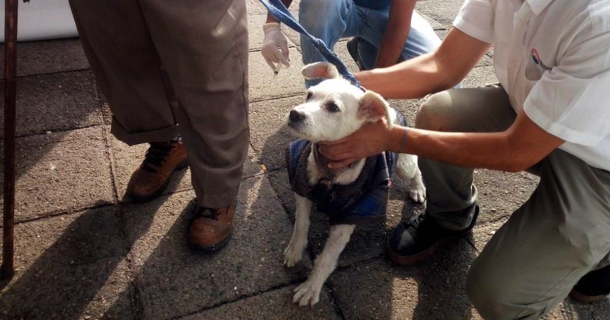 Buscan vacunar contra la rabia a 78 mil mascotas en Irapuato